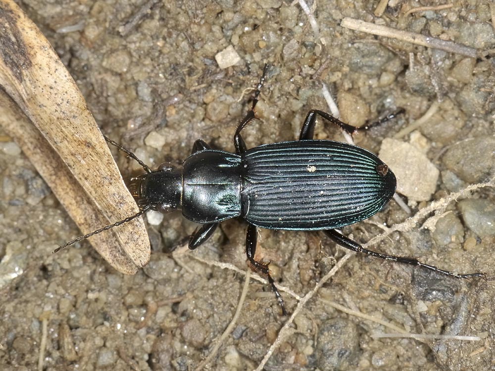 Poecilus? s, ancora P. lepidus gressorius